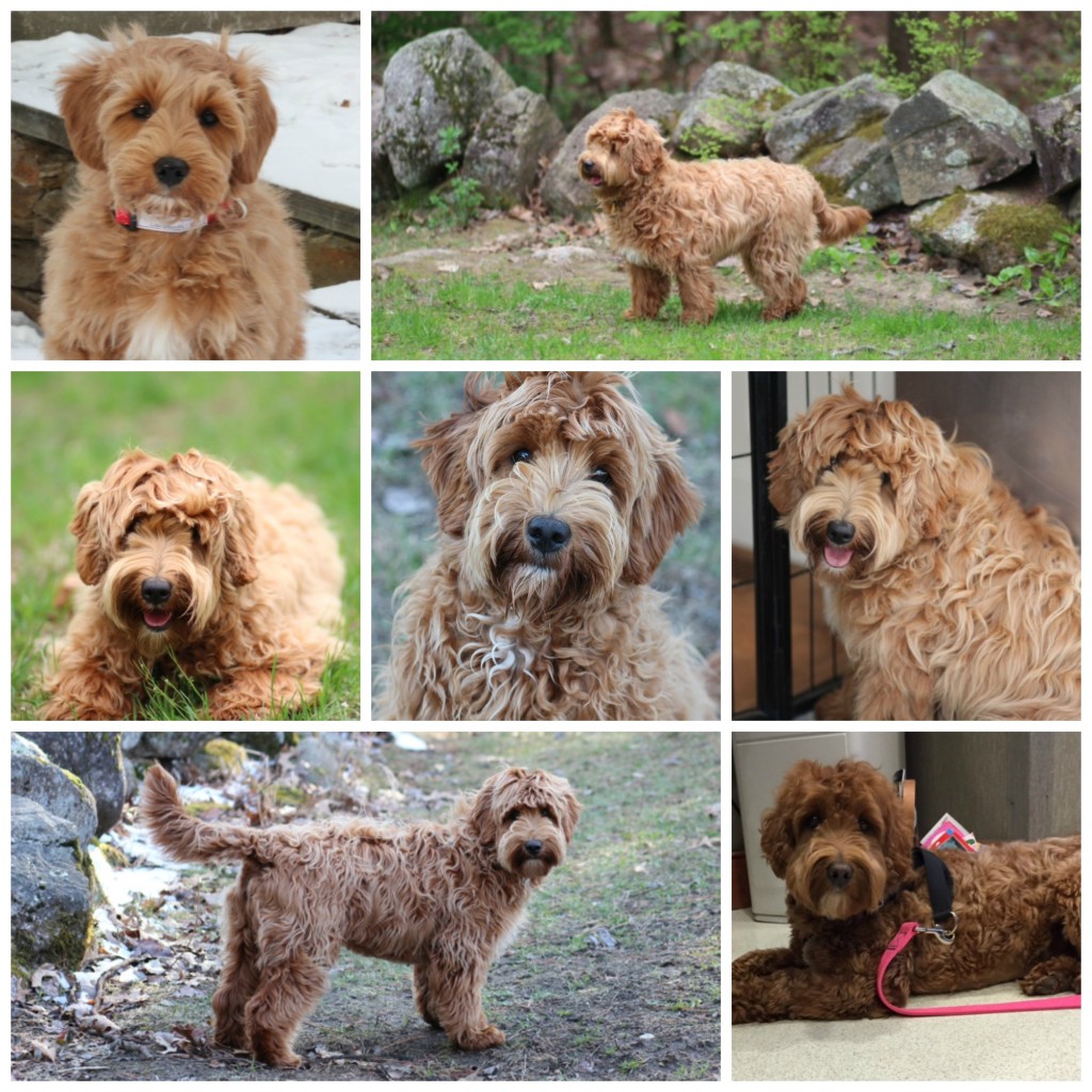 Nestlewood Whispering Brooke ALAA-034929 Multi-generational Labradoodle